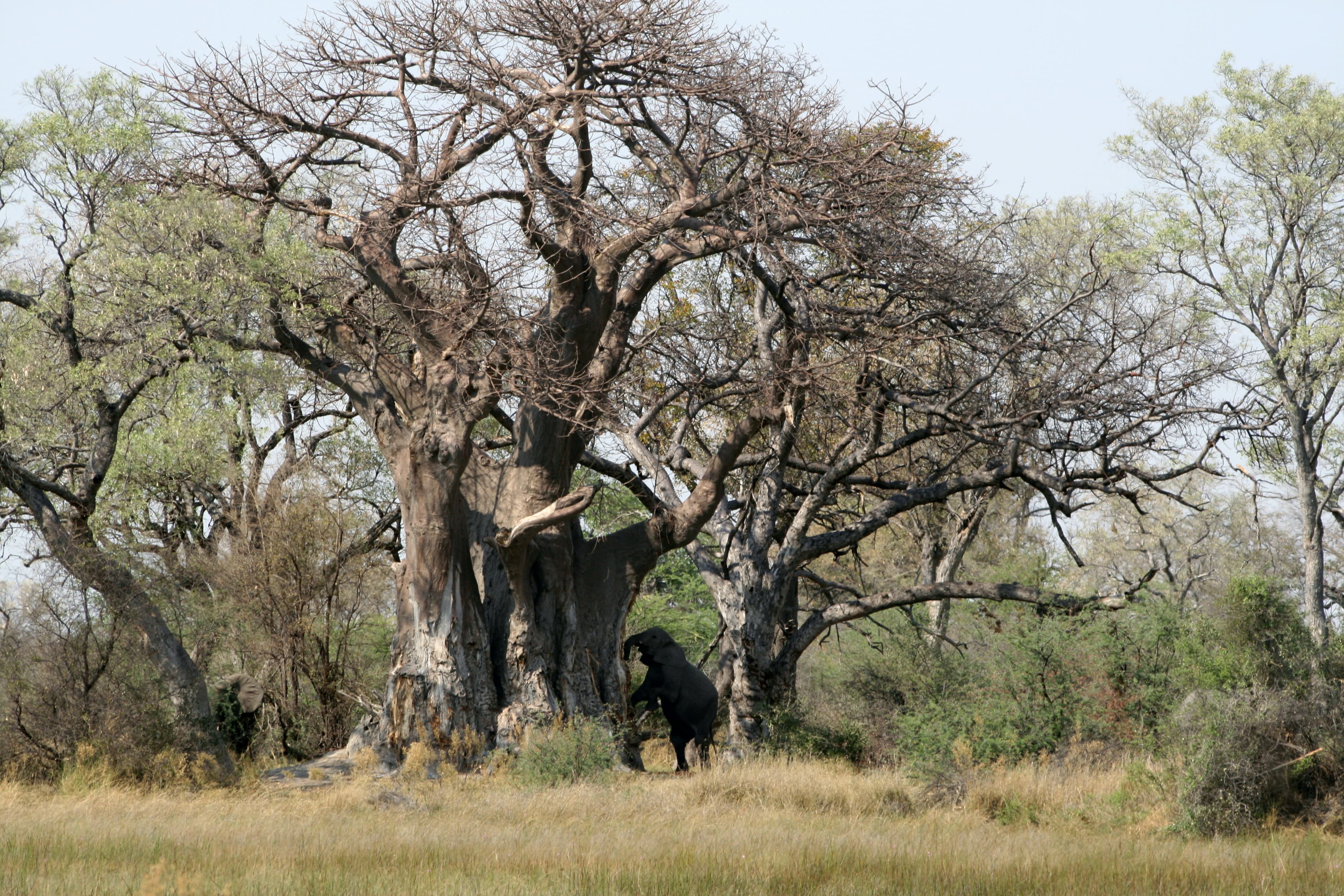 baobab-en-olifant-min