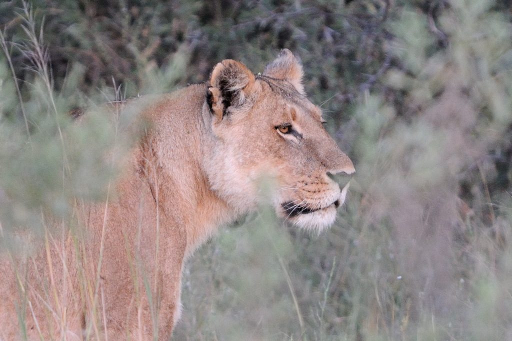 lioness-1-min