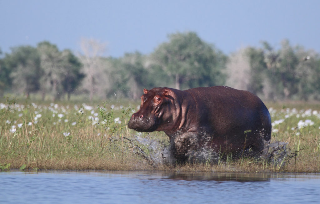 moz-gor-hippo