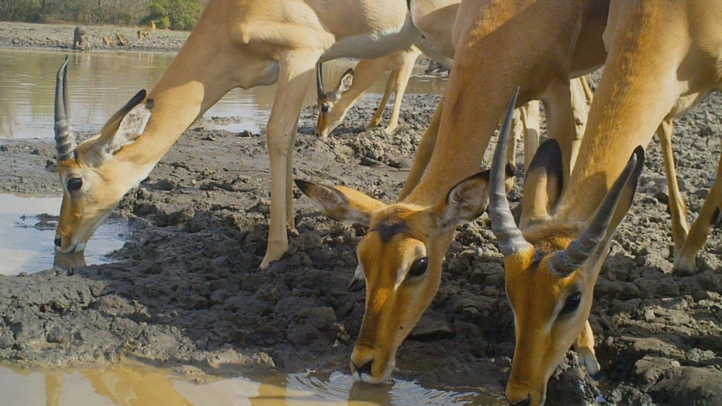 moz-gor-impalas drinking