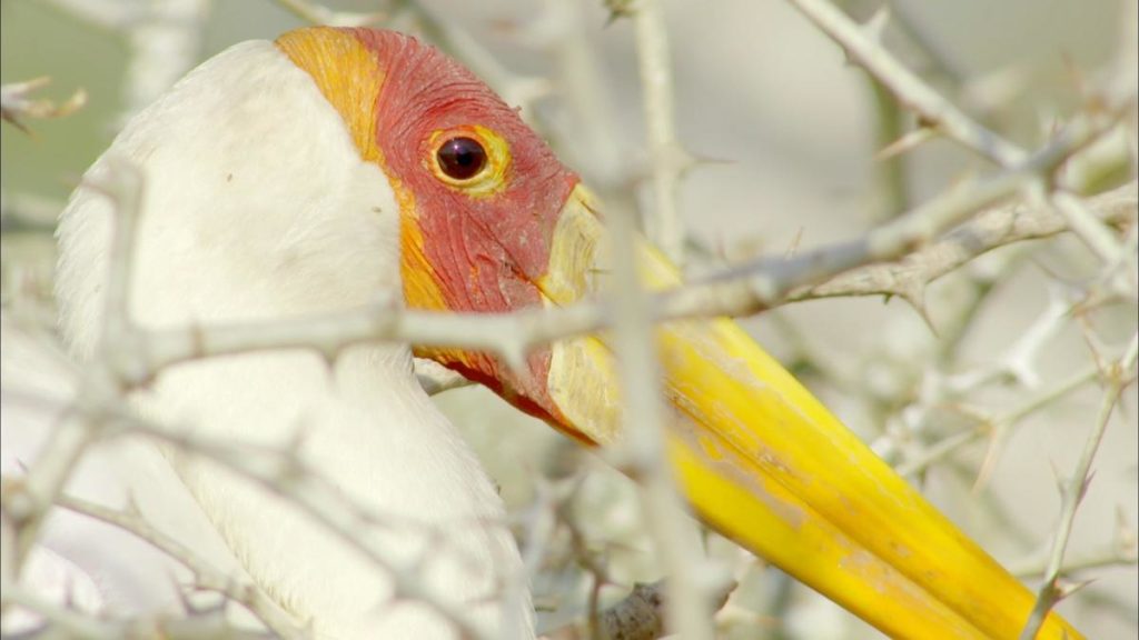 moz-gor-yellow billed stork close up