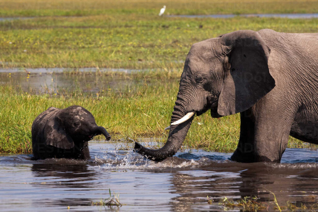 African elephants, Okavango Delta, Botswana
